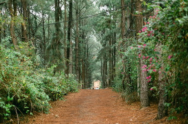 Long road in a beautiful forest
