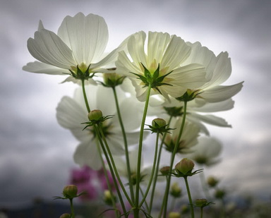 White flowers with clouds in background