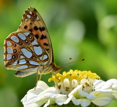 Butterfly sitting on a flower
