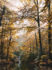 Peaceful image of tranquil fall scence representing dialectical behavior therapy