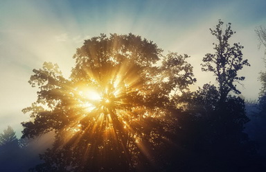 Sun shining through a large tree