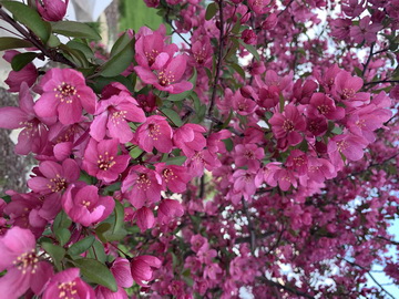 Flowers representing mindfulness cognitive therapy