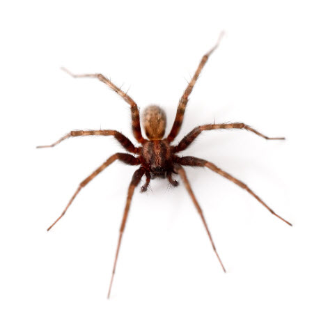 Image of a common phobia fear of spyders